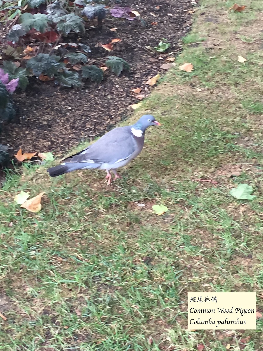 Common Wood-Pigeon - ML627953019