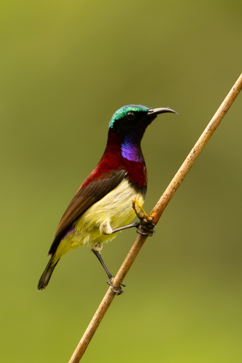 Crimson-backed Sunbird - ML627953121