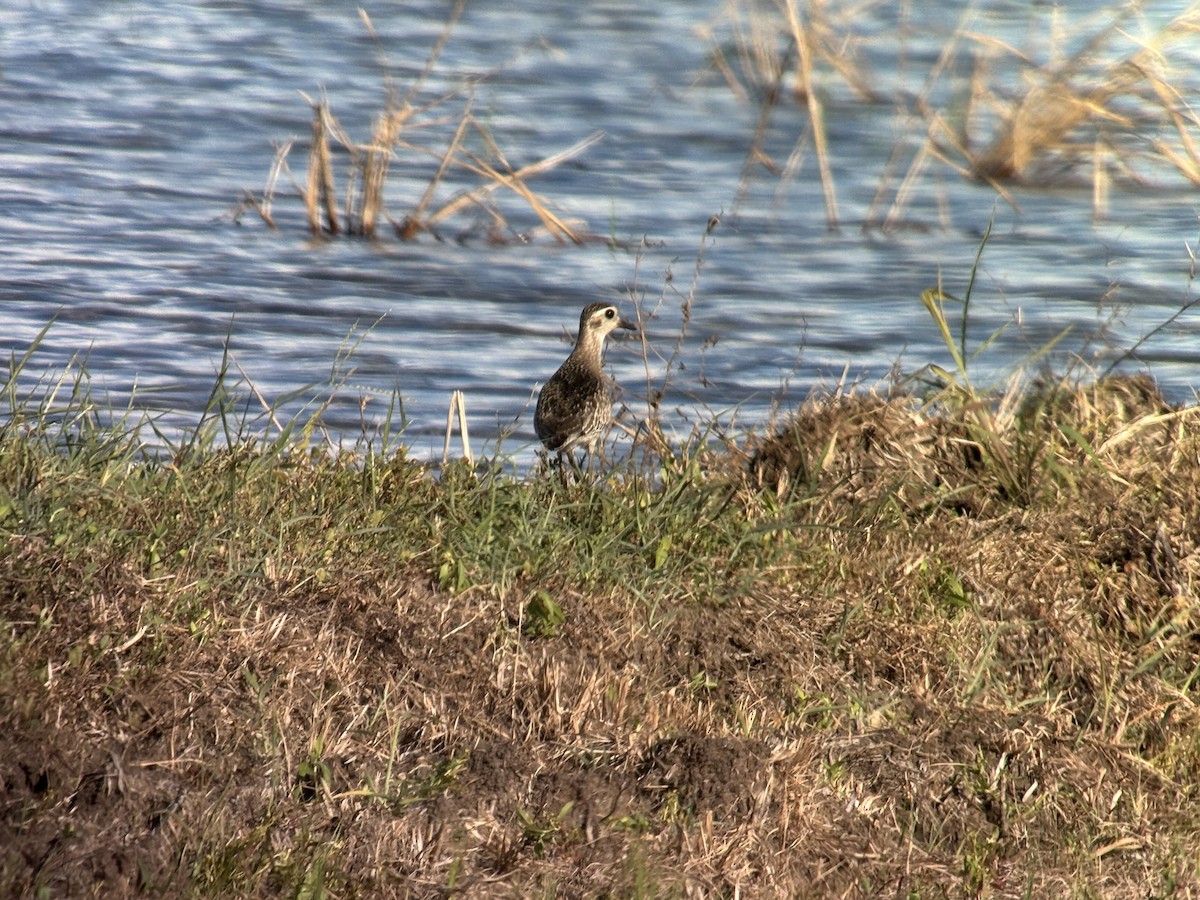 American Golden-Plover - ML627953123