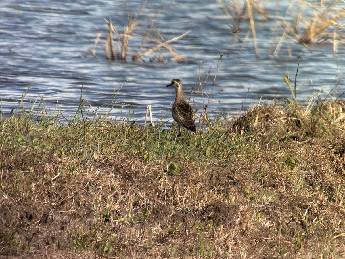 American Golden-Plover - ML627953124