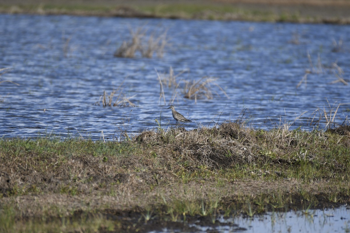 American Golden-Plover - ML627953125