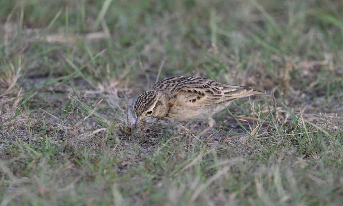 Alouette de Sykes - ML627953211