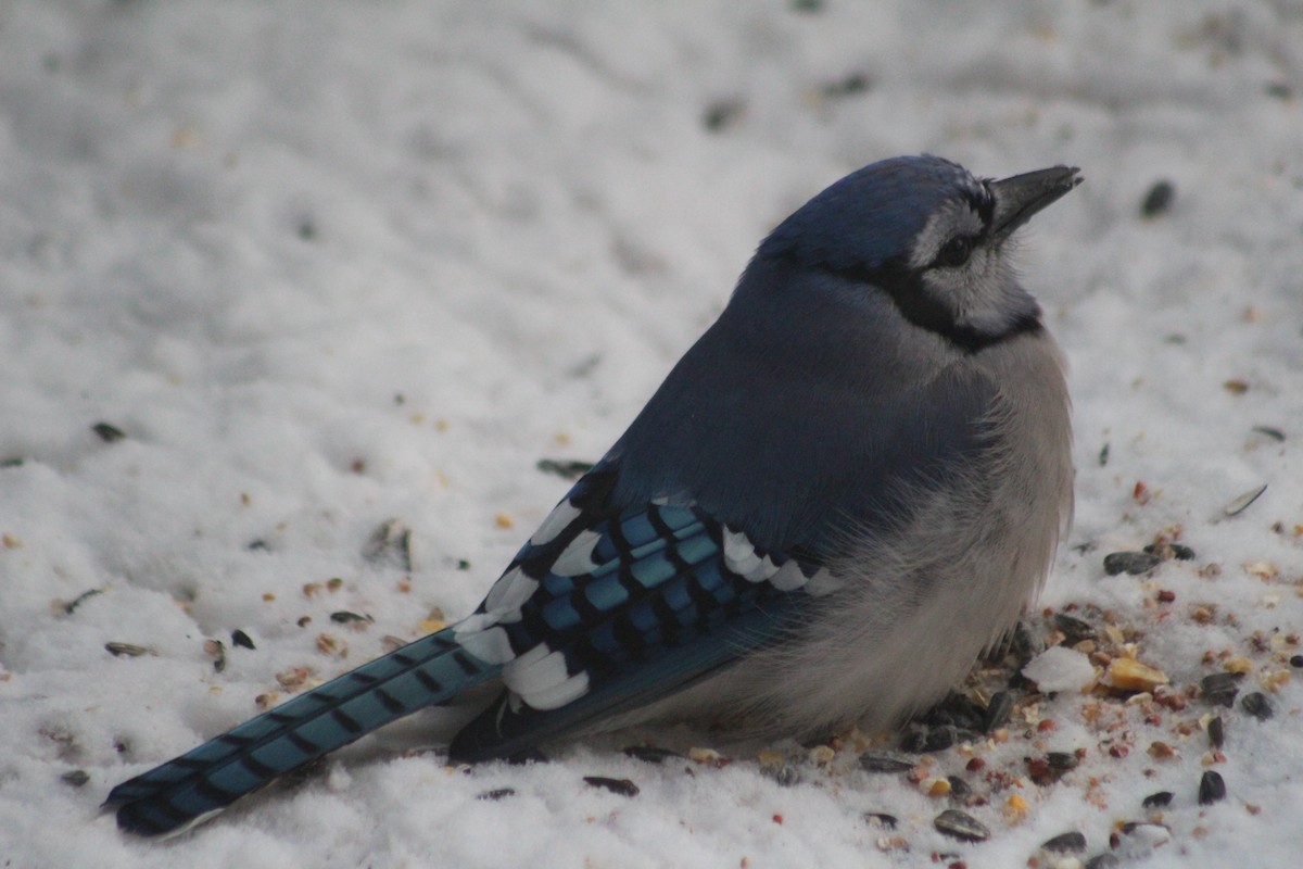 Blue Jay - ML627953214