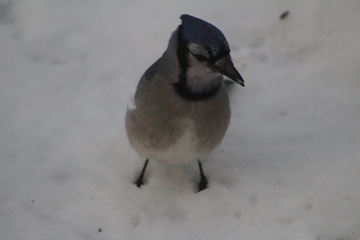 Blue Jay - ML627953215