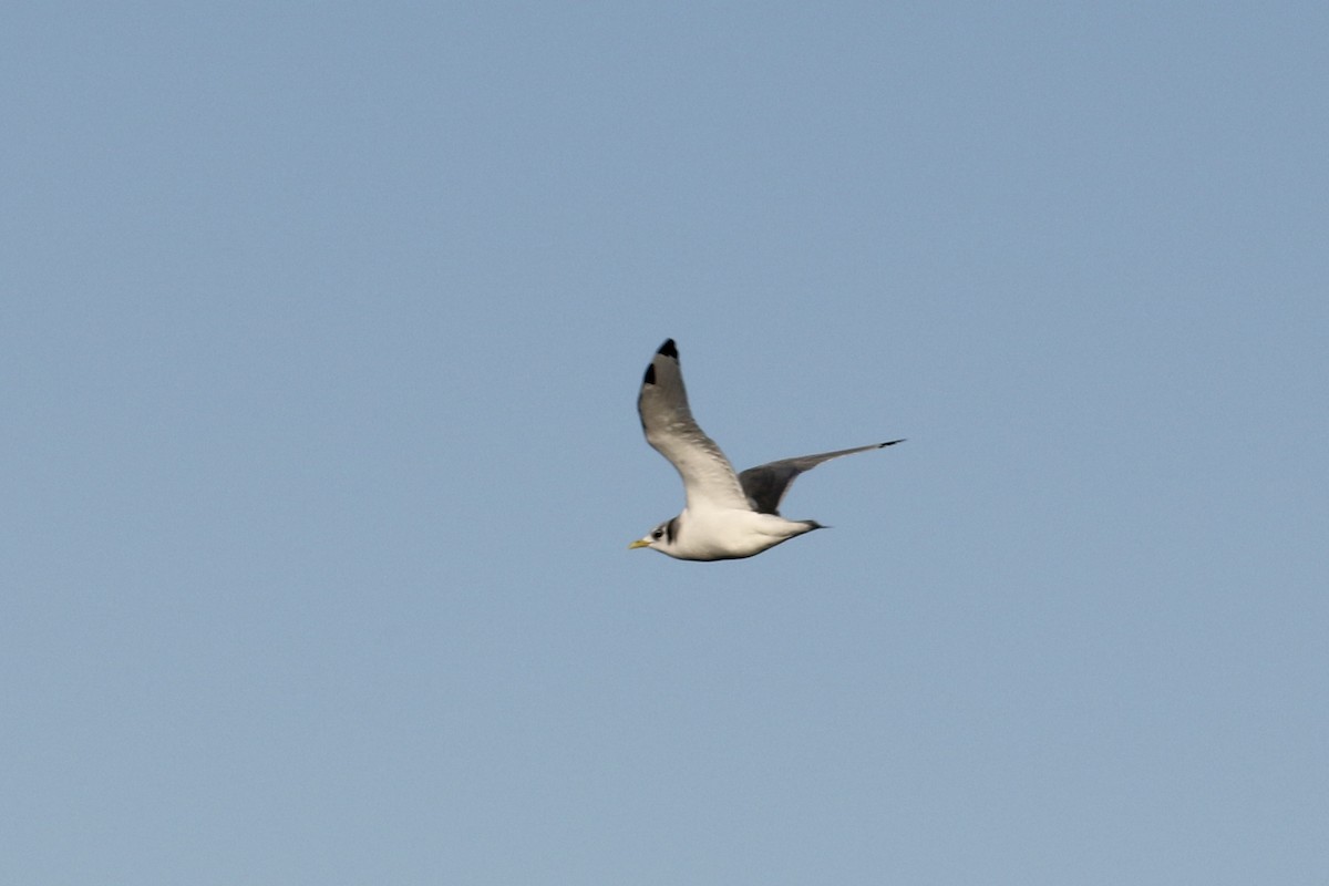 Black-legged Kittiwake - ML627953218