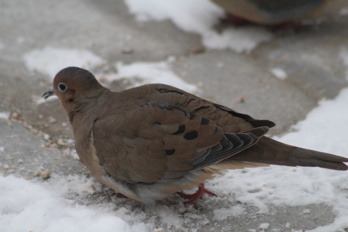 Mourning Dove - ML627953227