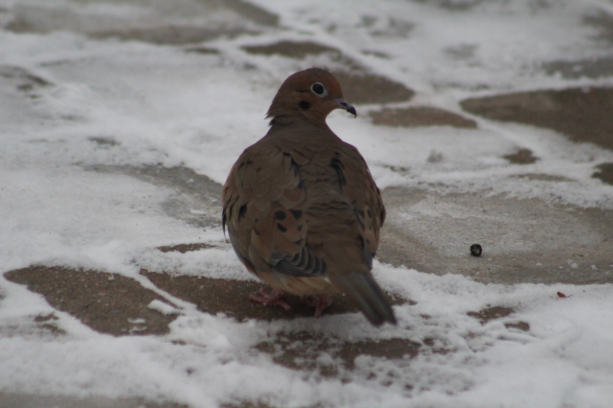 Mourning Dove - ML627953229