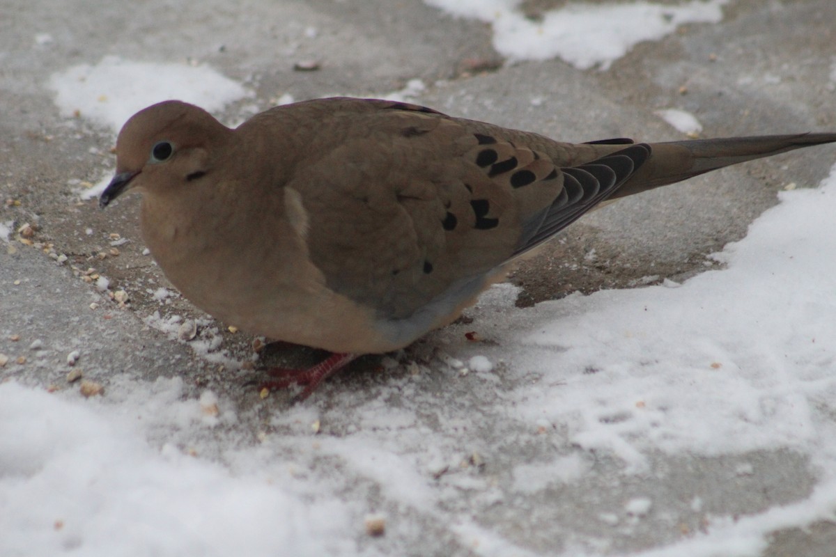 Mourning Dove - ML627953230