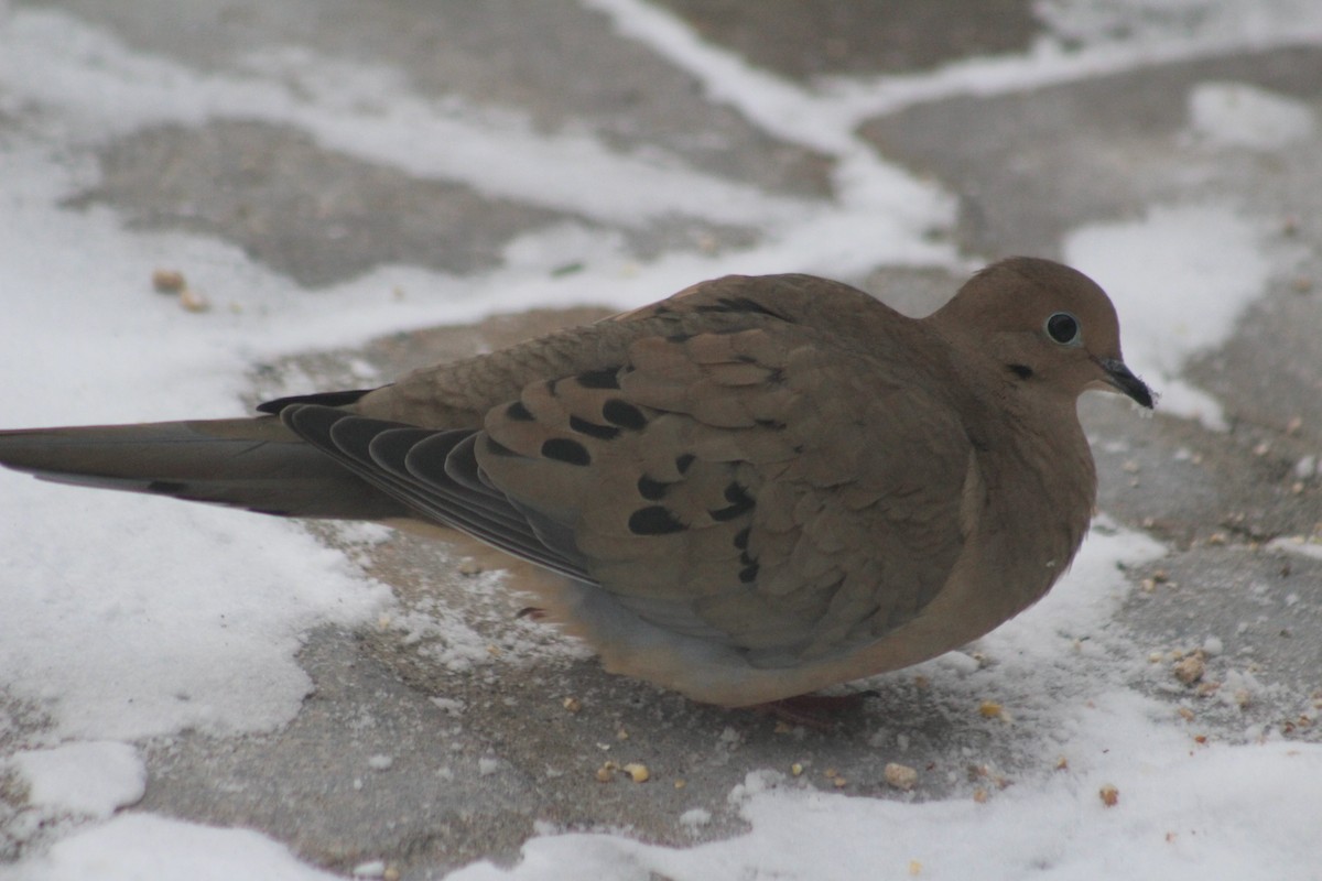 Mourning Dove - ML627953231