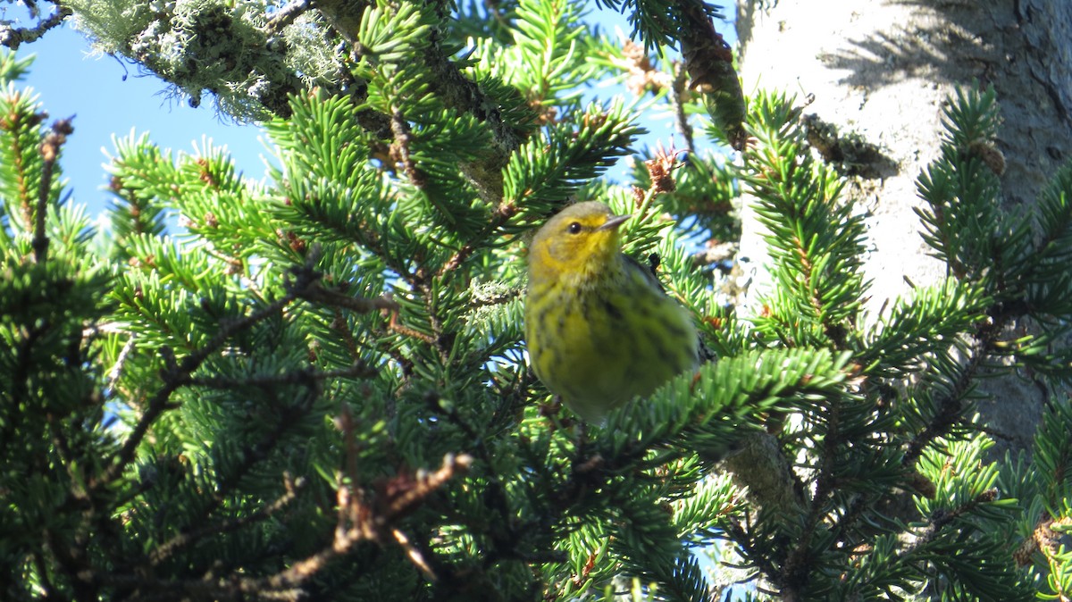 Cape May Warbler - ML627953243