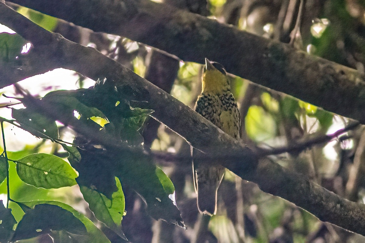 Brazilian Laniisoma - ML627953257