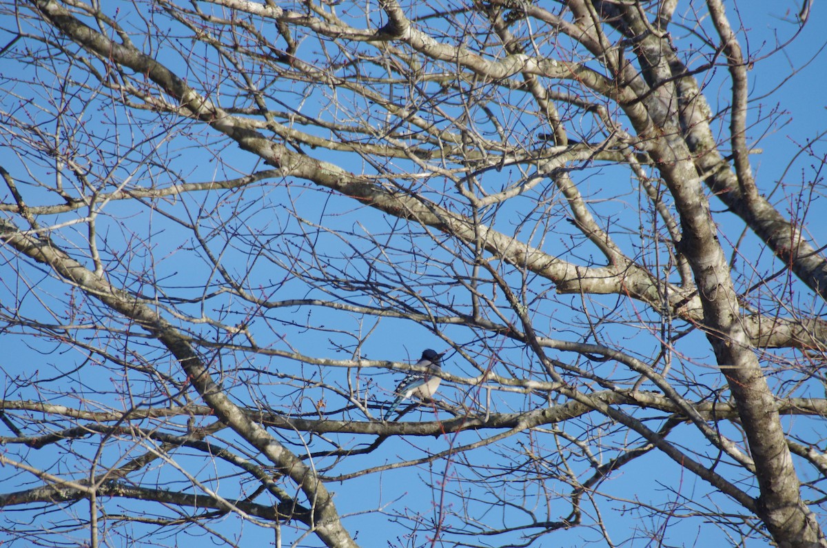 Blue Jay - ML627953271