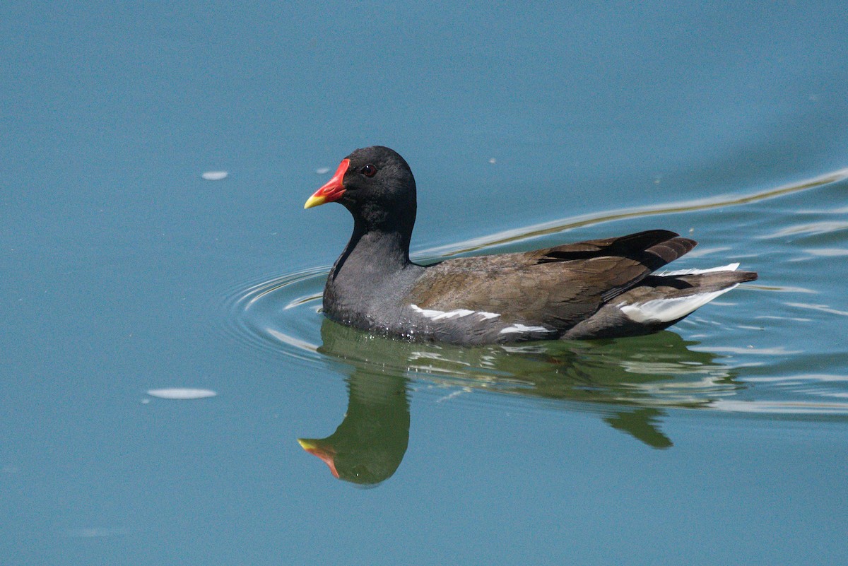 Eurasian Moorhen - ML627953282