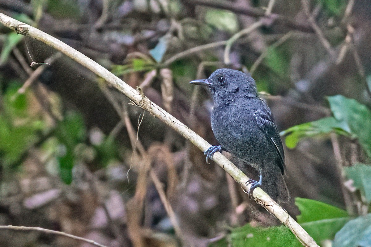 Plumbeous Antvireo - ML627953288