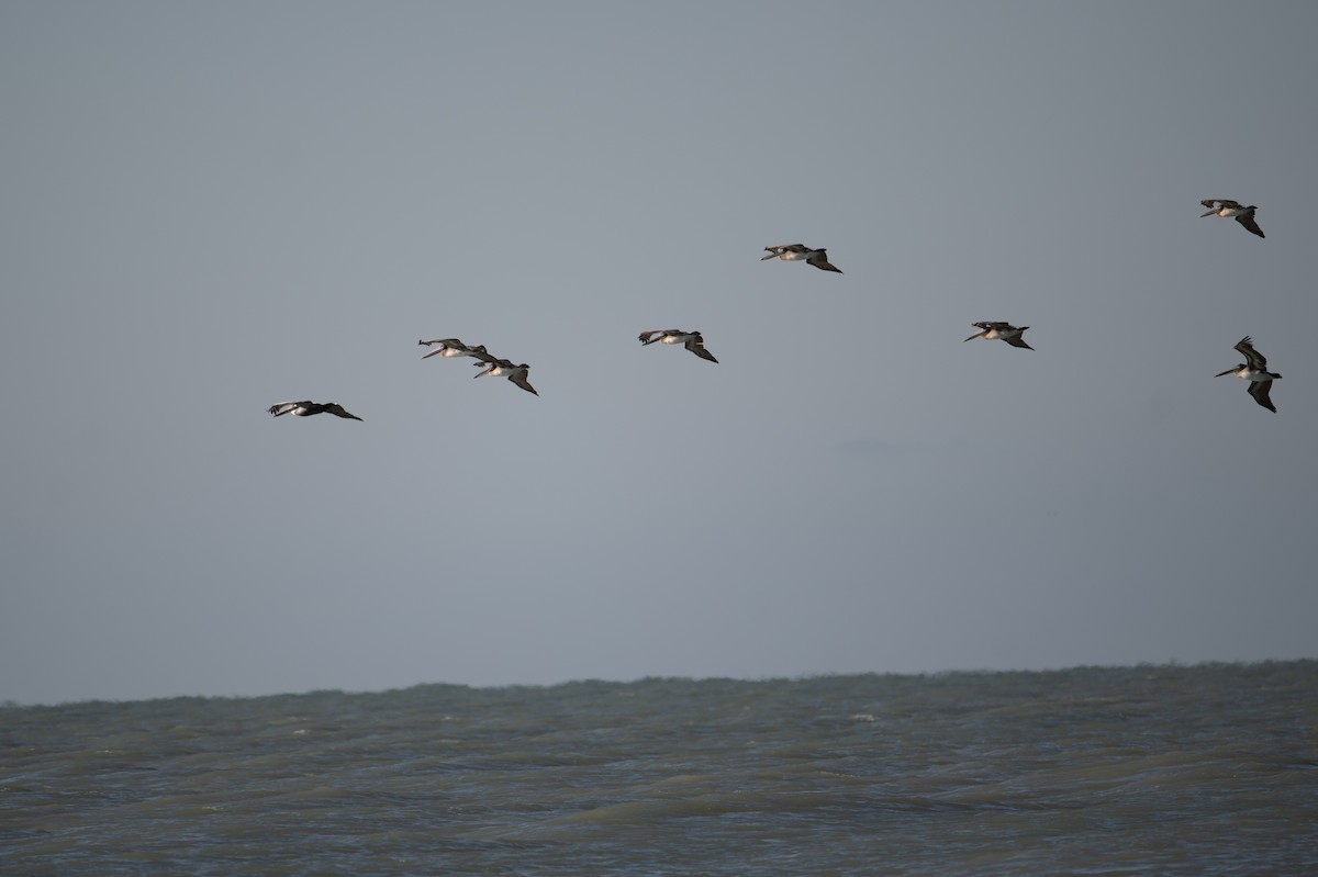 Brown Pelican - ML627953298