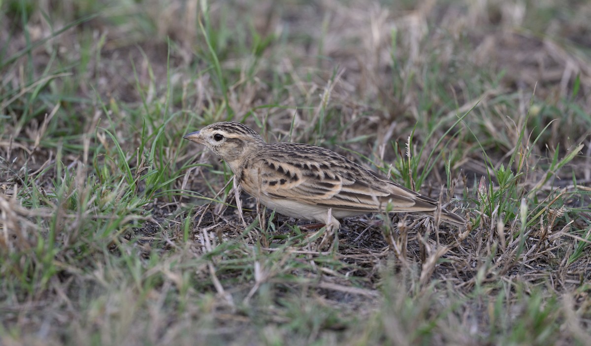 Mongolian Short-toed Lark - ML627953300