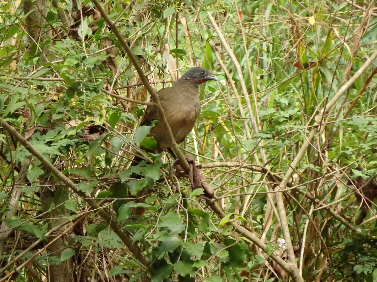 Rufous-vented Chachalaca - ML627953344