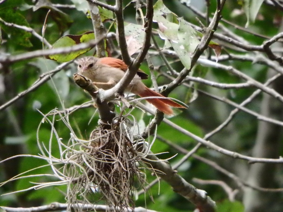 Crested Spinetail - ML627953367