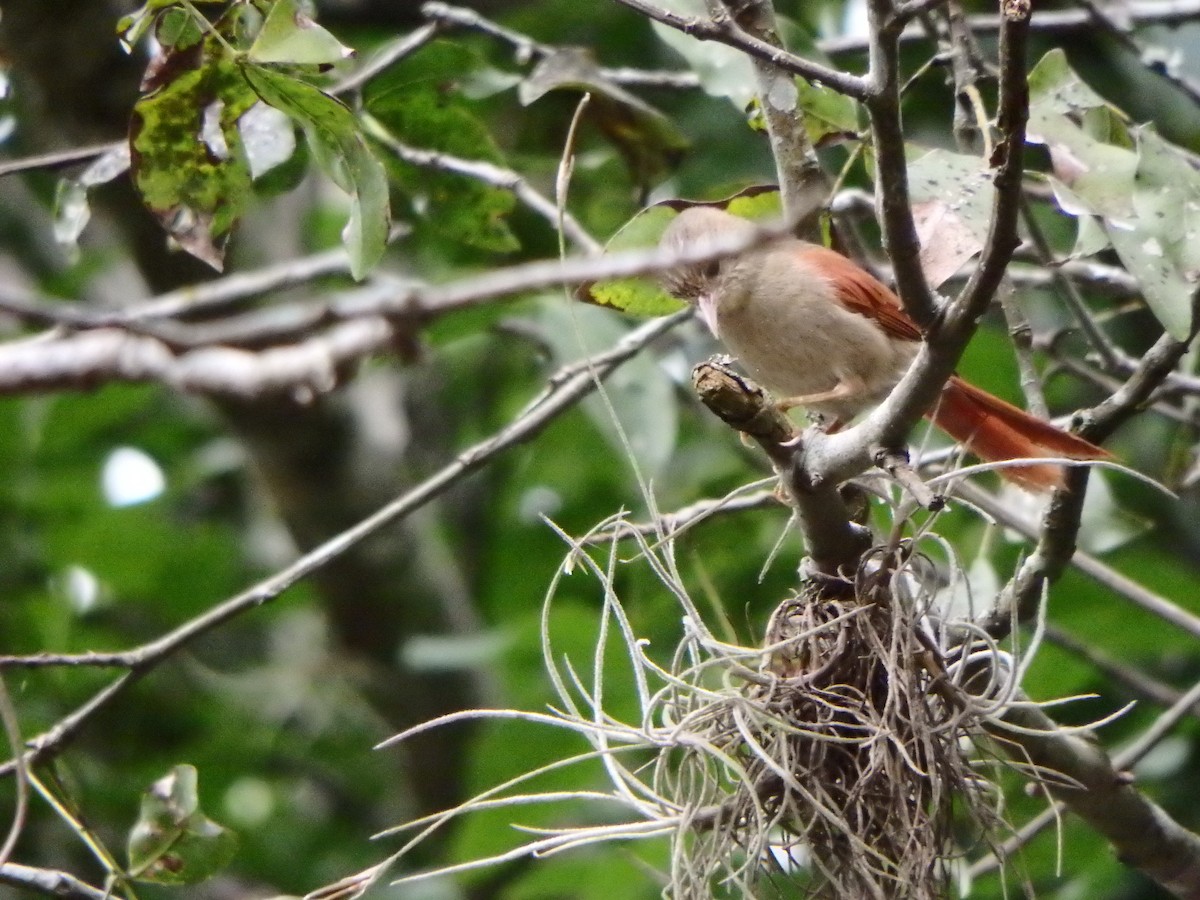 Crested Spinetail - ML627953372