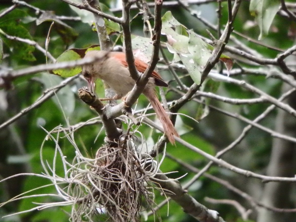 Crested Spinetail - ML627953374