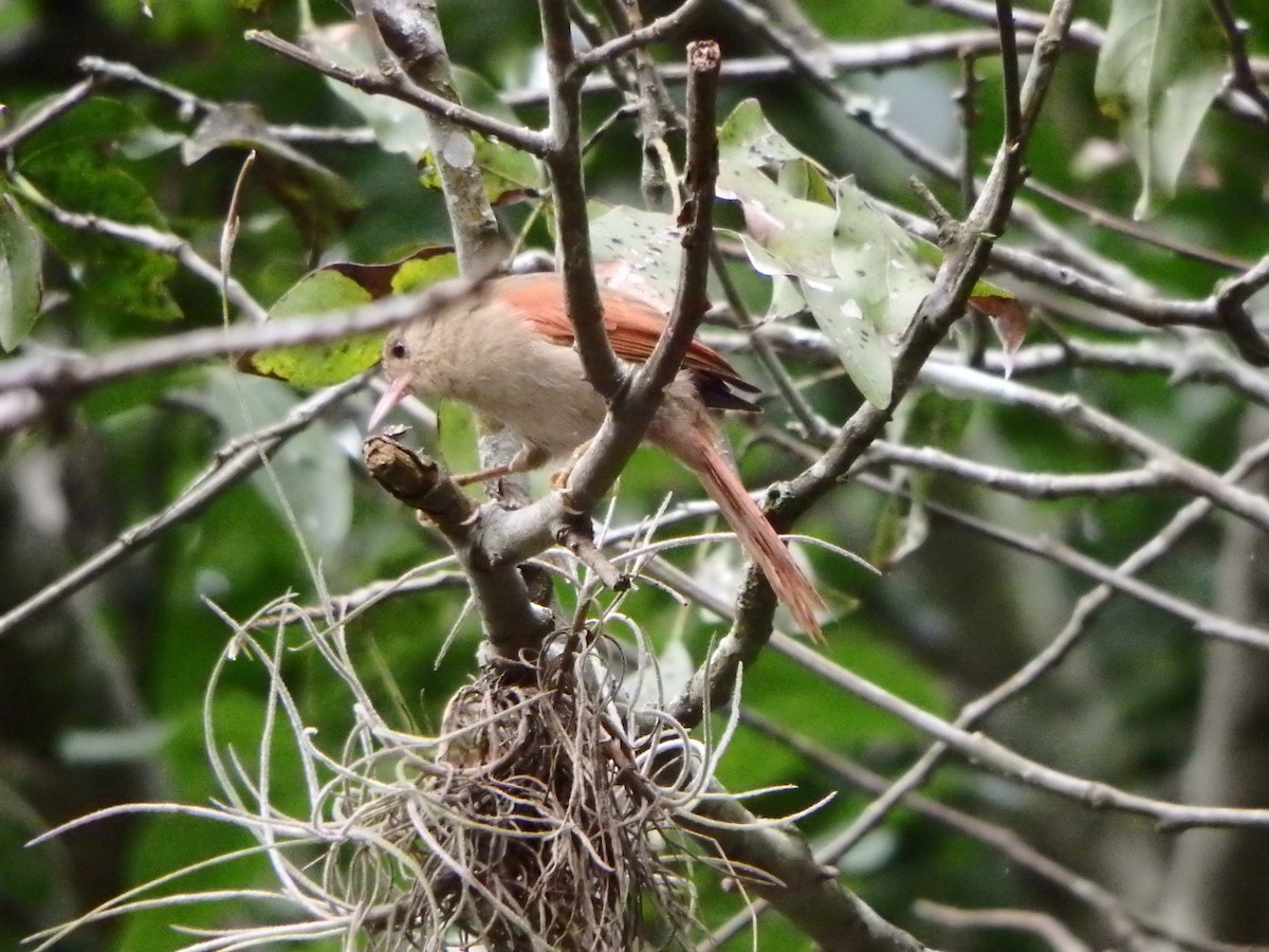 Crested Spinetail - ML627953376