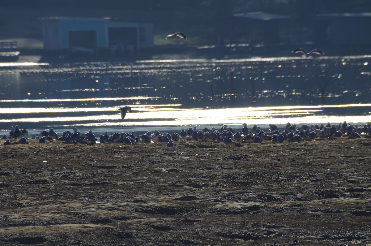 Ring-billed Gull - ML627953379