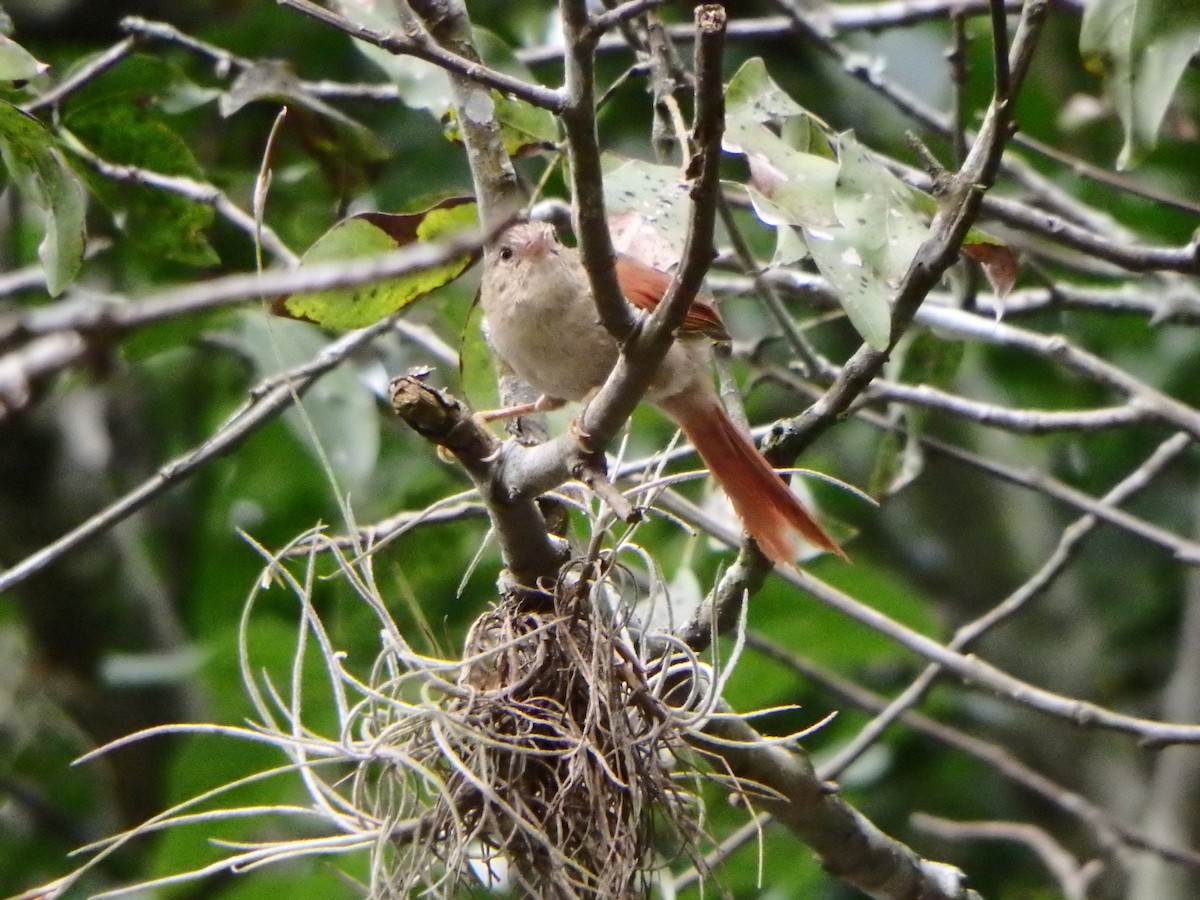 Crested Spinetail - ML627953380