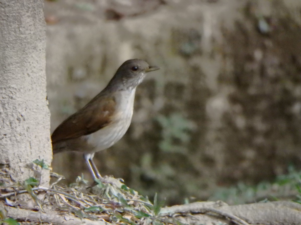 Pale-breasted Thrush - ML627953426