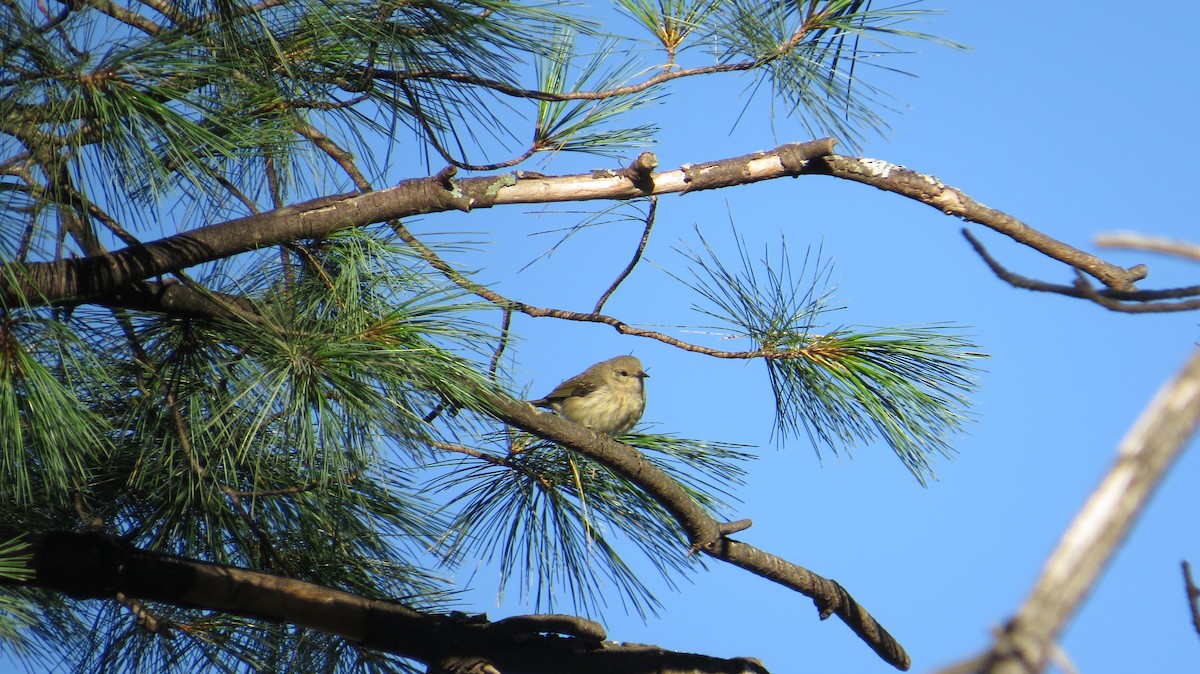 Pine Warbler - ML627953436