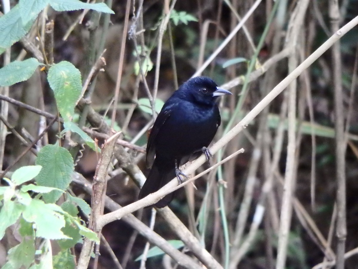 White-lined Tanager - ML627953438