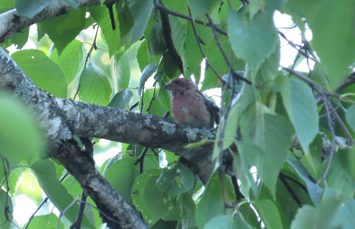 Purple Finch - ML627953447