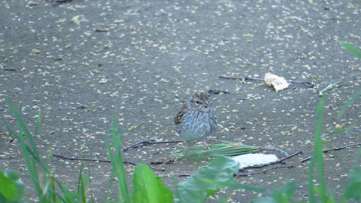 Song Sparrow - ML627953455