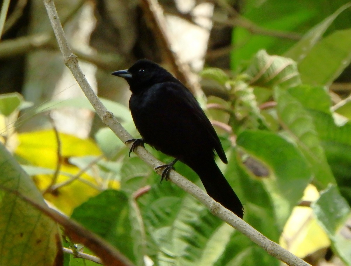 White-lined Tanager - ML627953472