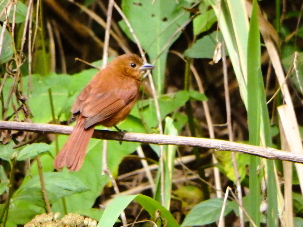 White-lined Tanager - ML627953476