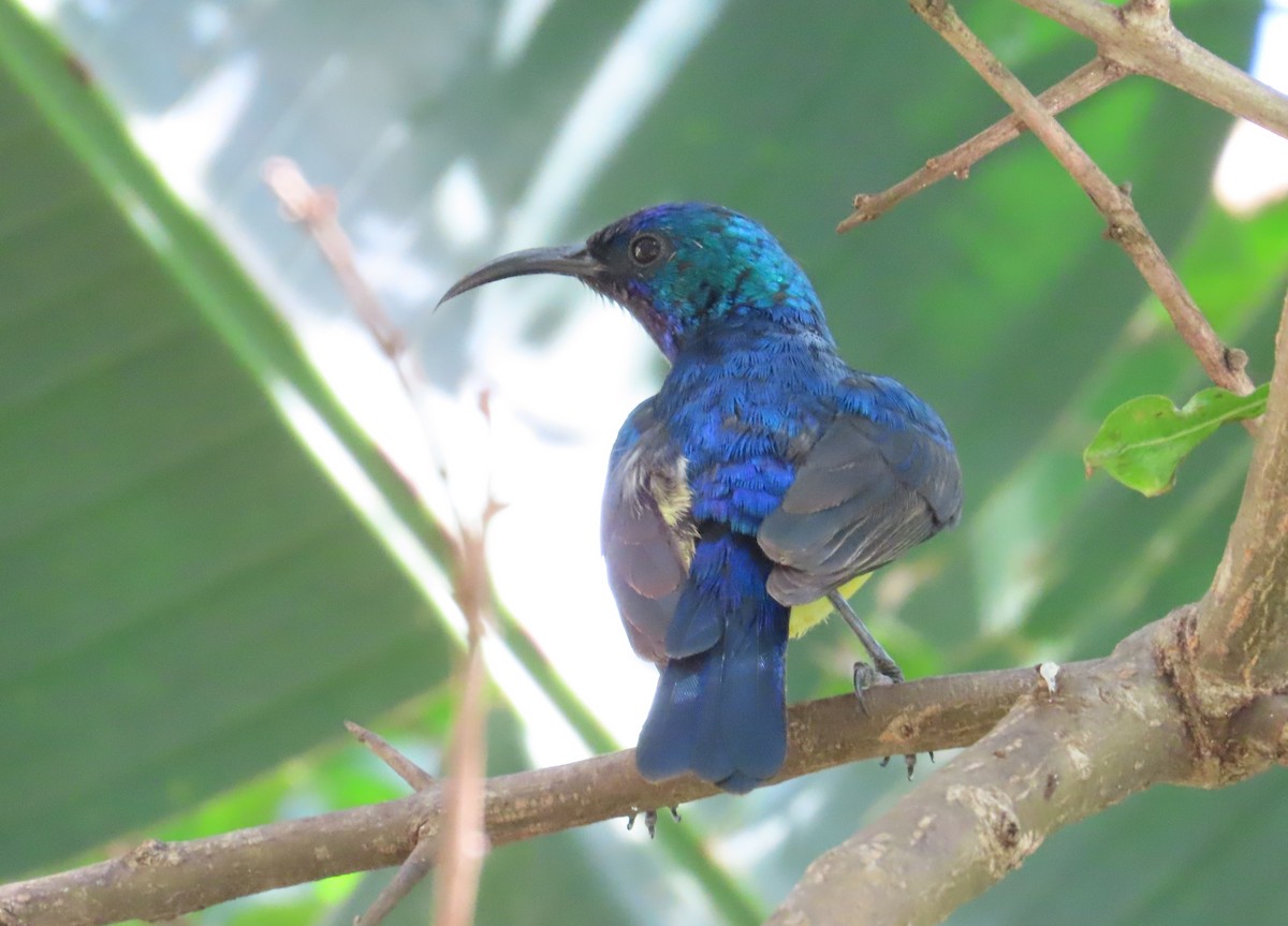 Variable Sunbird (Yellow-bellied) - ML627953483