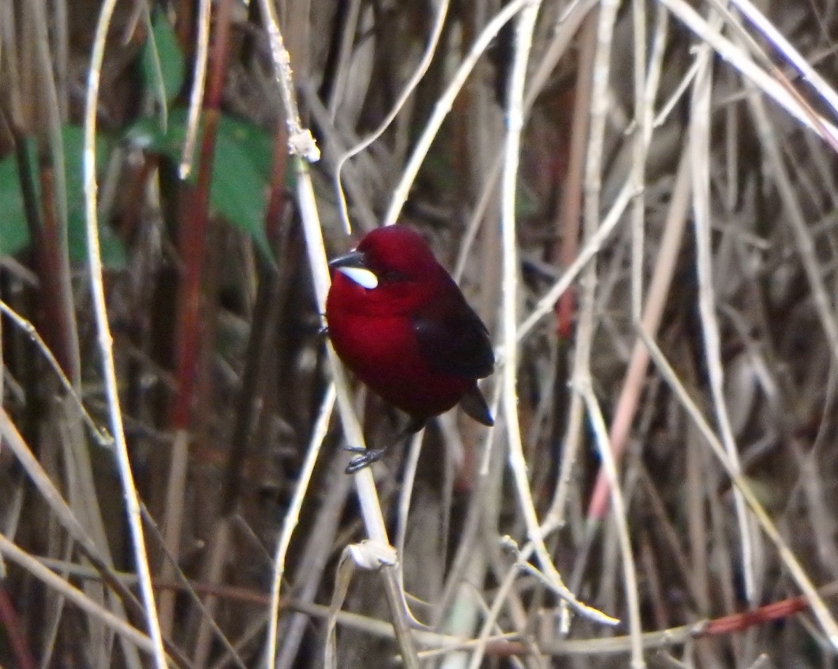 Silver-beaked Tanager - ML627953488