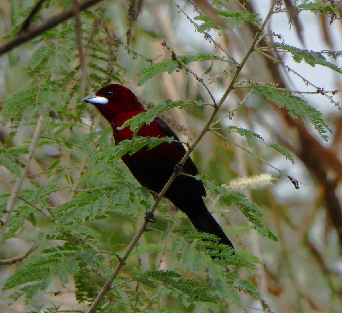 Silver-beaked Tanager - ML627953499