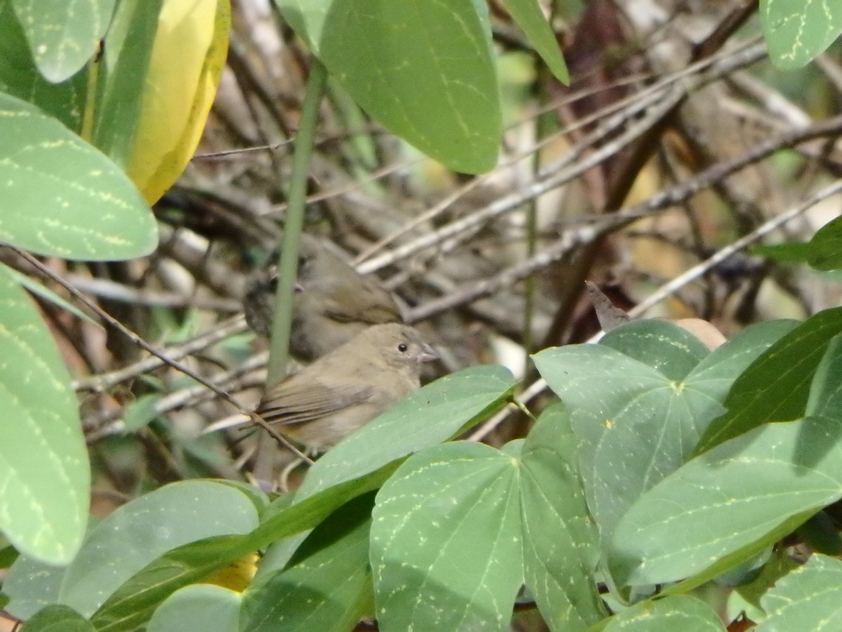 Black-faced Grassquit - ML627953509