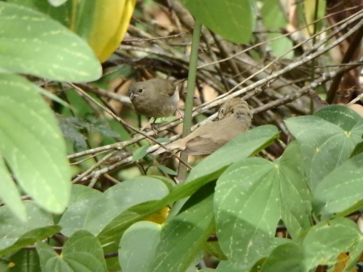 Black-faced Grassquit - ML627953519