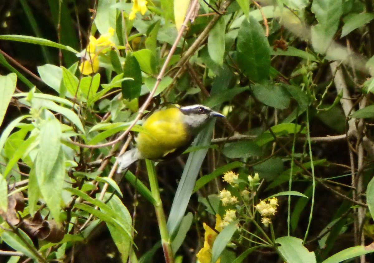 Bananaquit - ML627953538