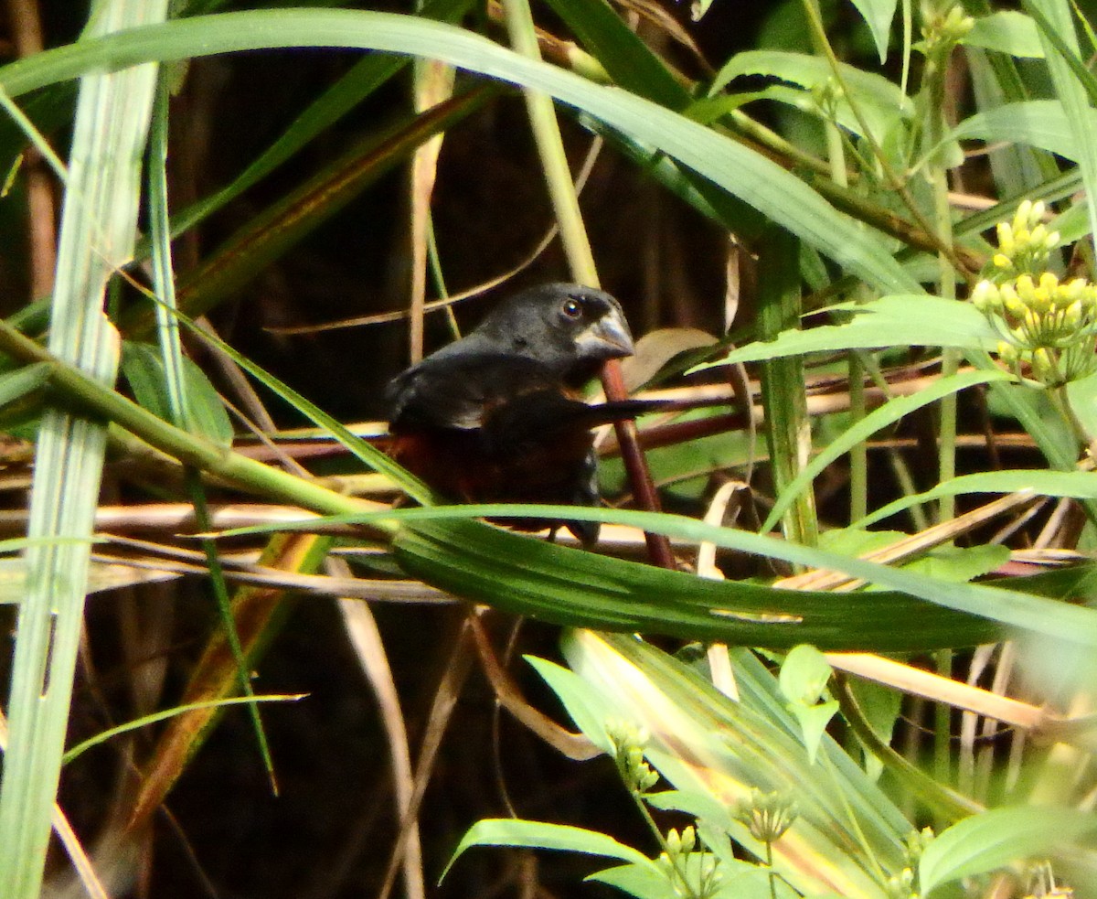 Chestnut-bellied Seed-Finch - ML627953557