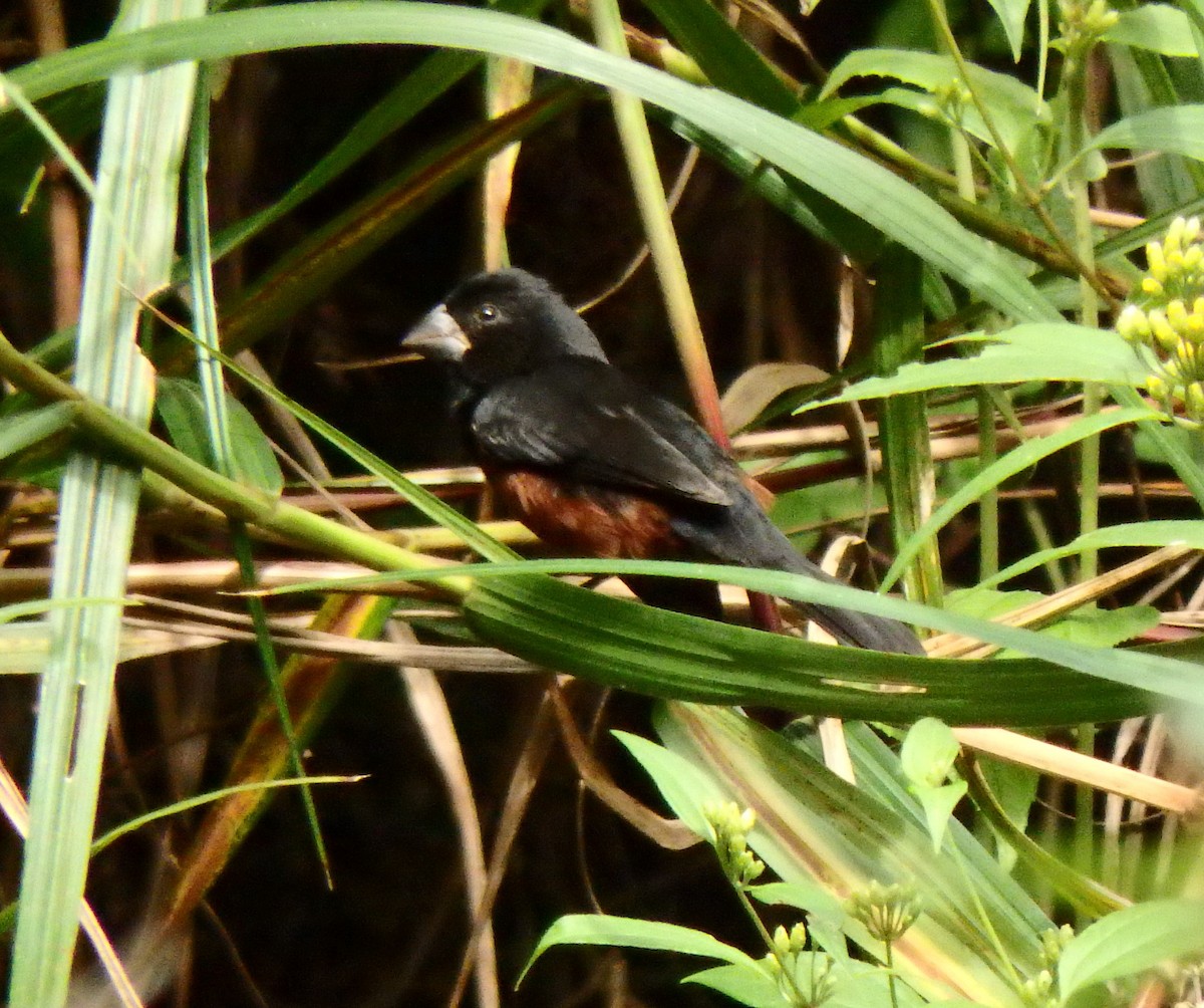 Chestnut-bellied Seed-Finch - ML627953564