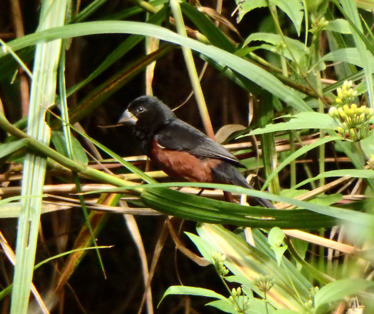 Chestnut-bellied Seed-Finch - ML627953566