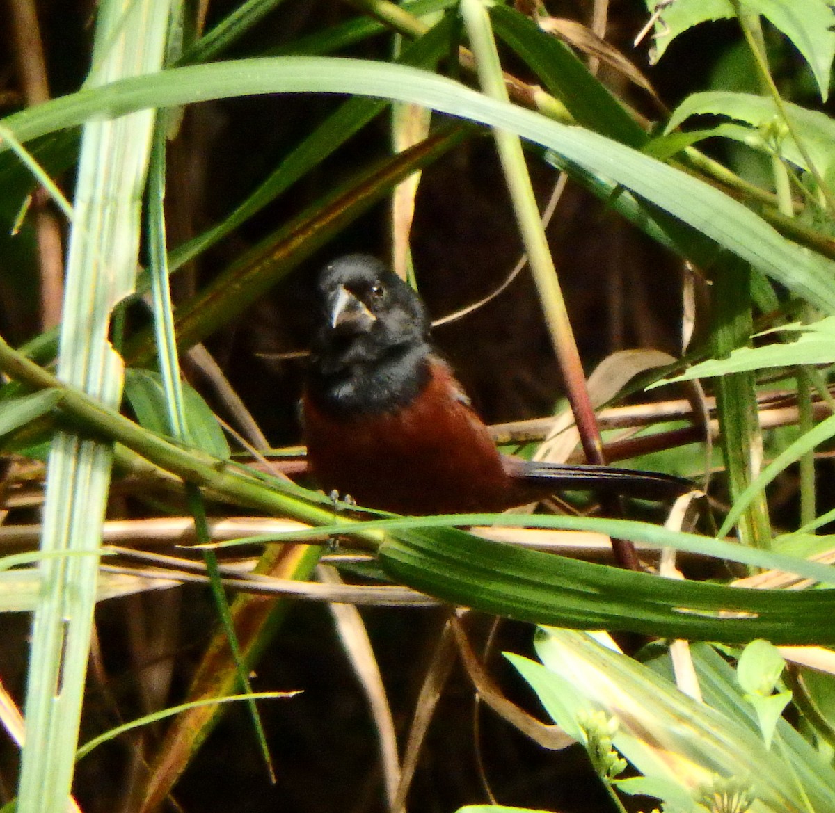 Chestnut-bellied Seed-Finch - ML627953569