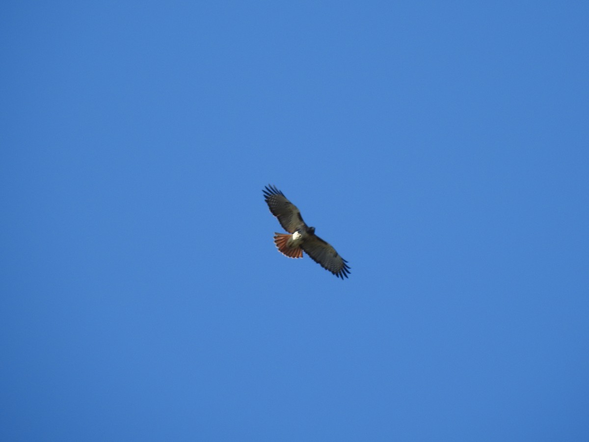Red-tailed Hawk - ML627953687