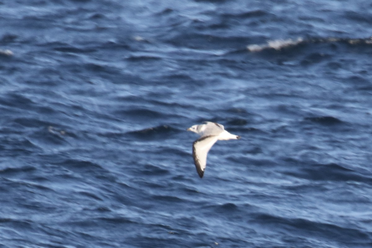 Black-legged Kittiwake - ML627953697