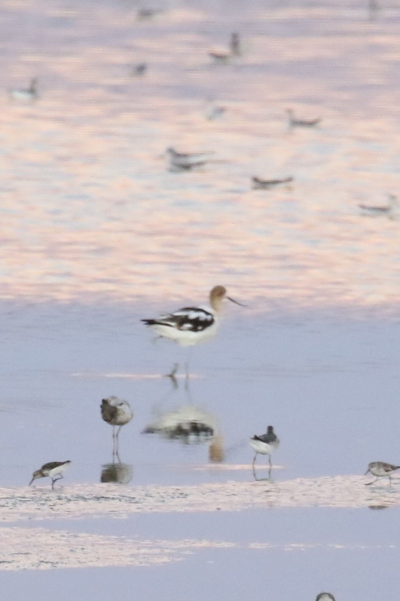 American Avocet - ML627953710