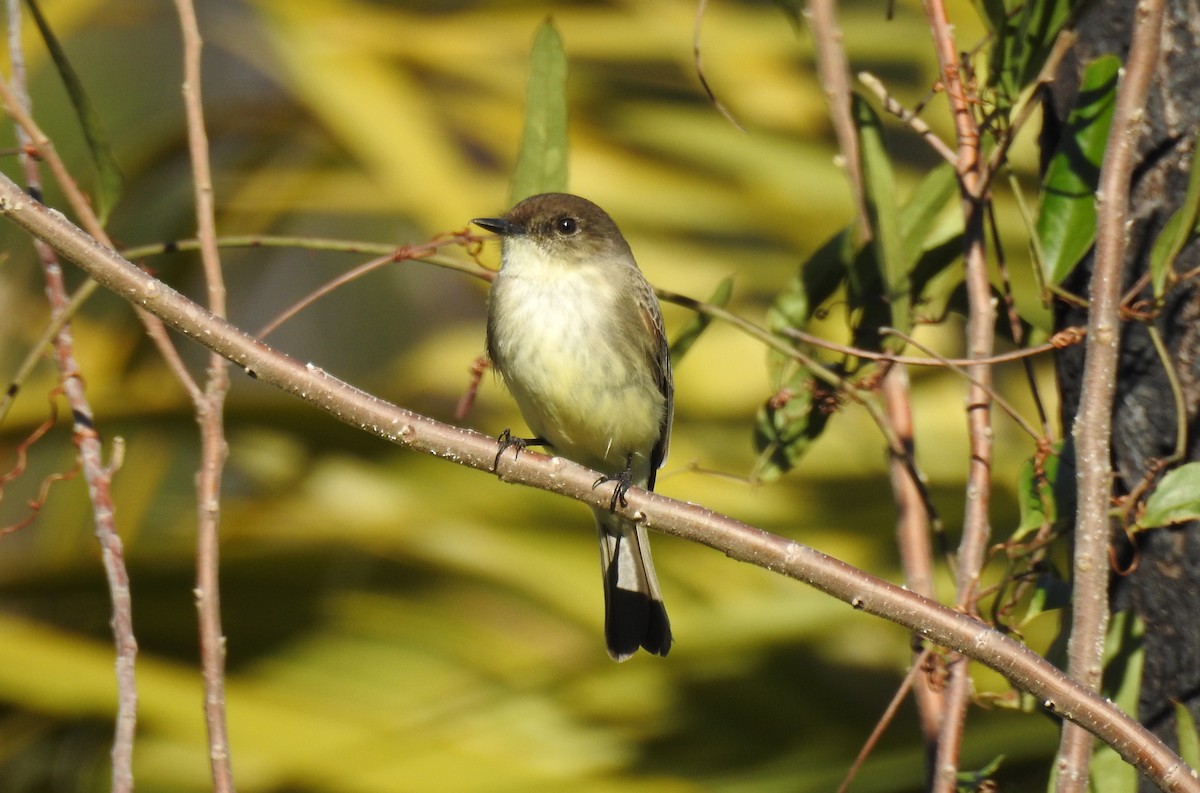 Eastern Phoebe - ML627953726