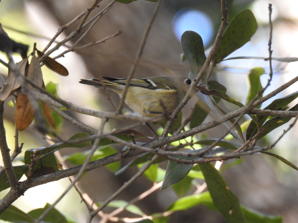 Ruby-crowned Kinglet - ML627953758