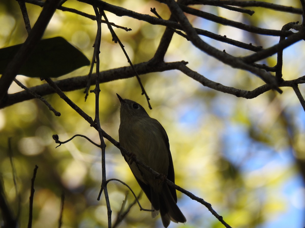 Ruby-crowned Kinglet - ML627953774